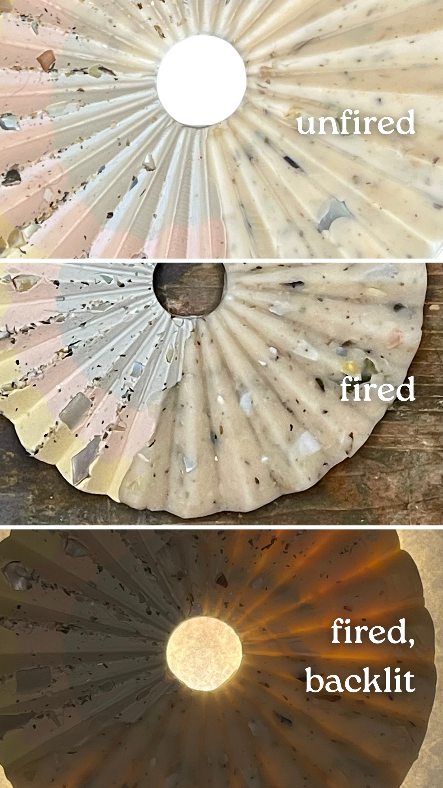 giant floater clam clay