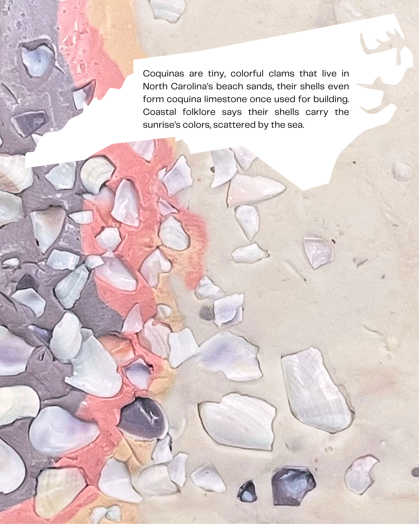 coquina shell infused clay