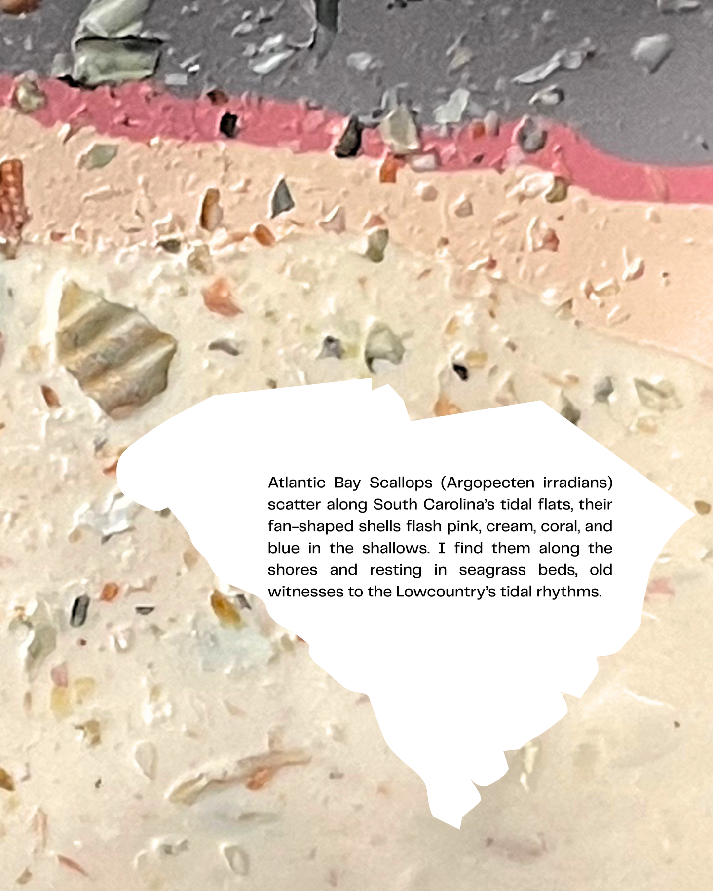 atlantic scallop infused clay