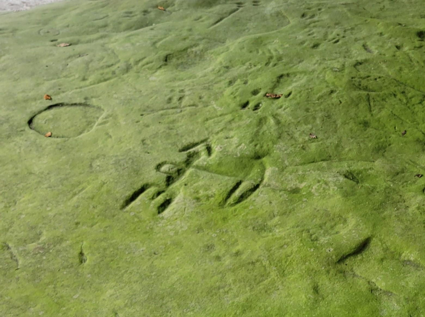 Sanillac (Michigan) Moss Petroglyph — Hand-Sculpted 4×6 Clay Wall Art