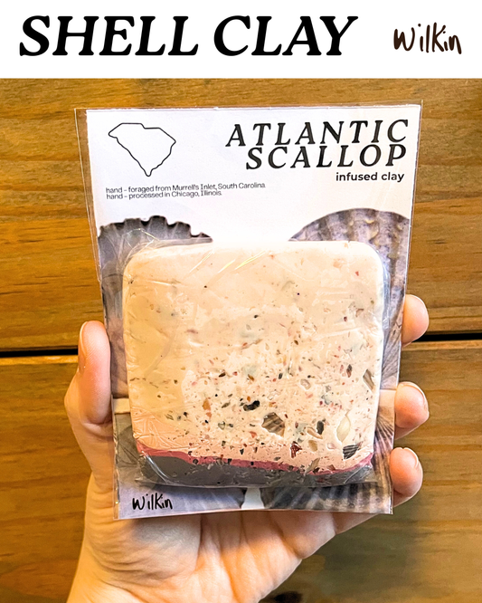 atlantic scallop infused clay