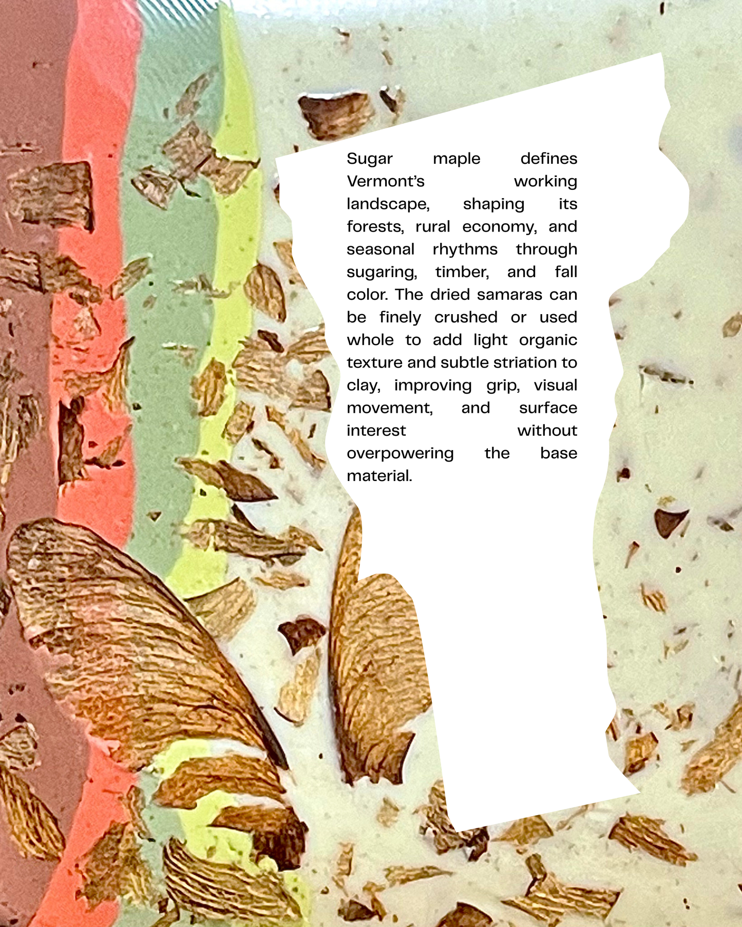 sugar maple samara infused clay