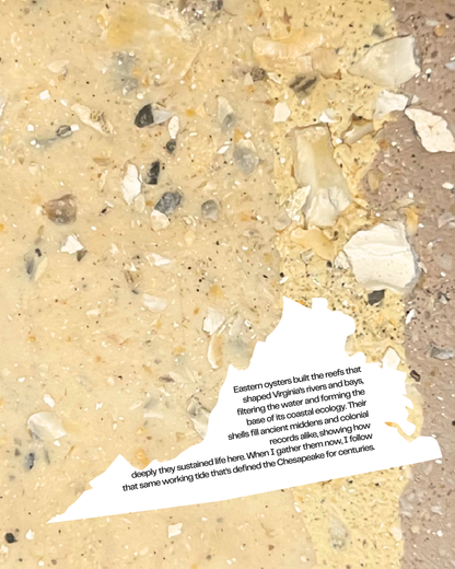 eastern oyster infused clay