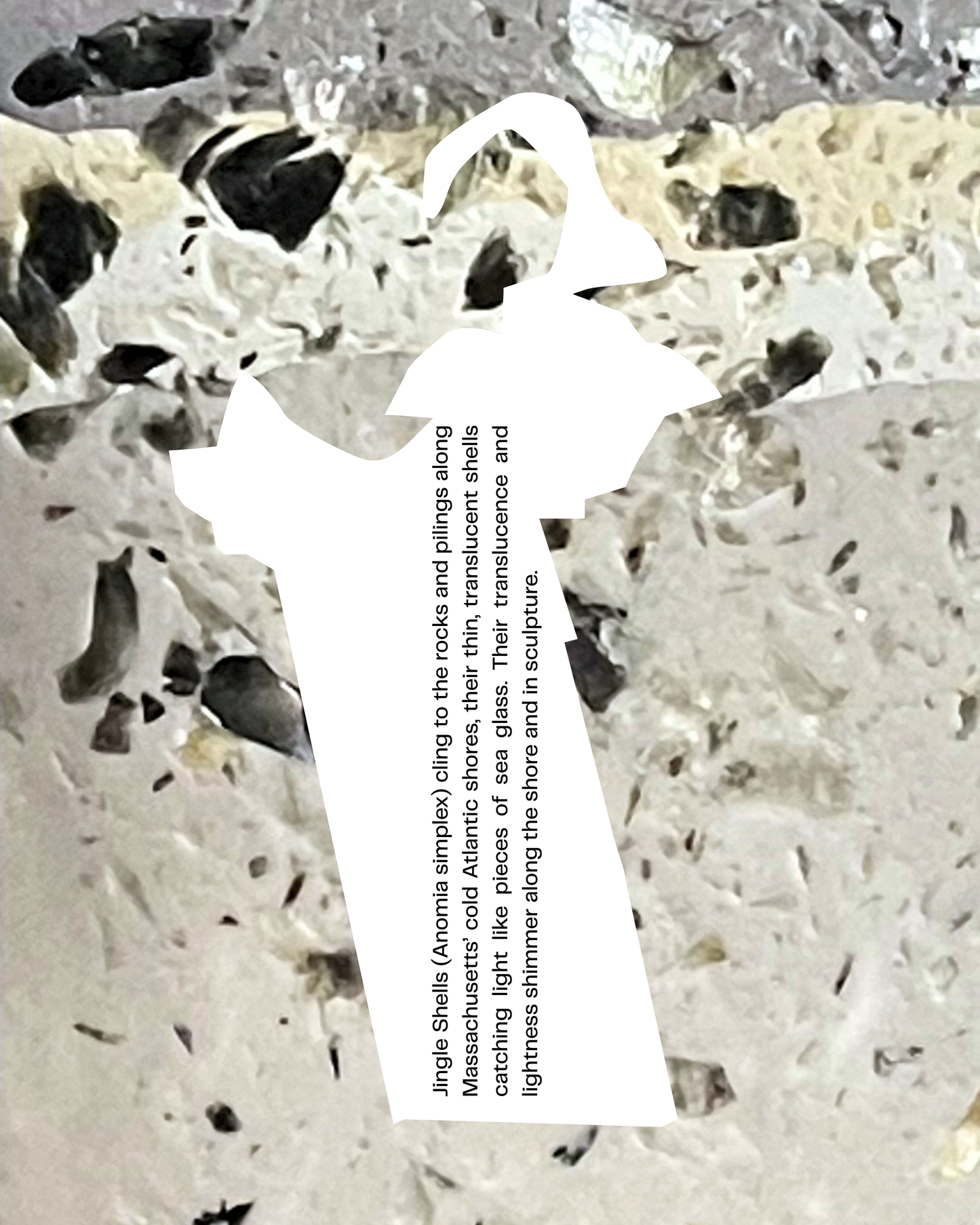 jingle shell infused clay