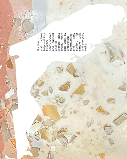 southern surf clam infused clay