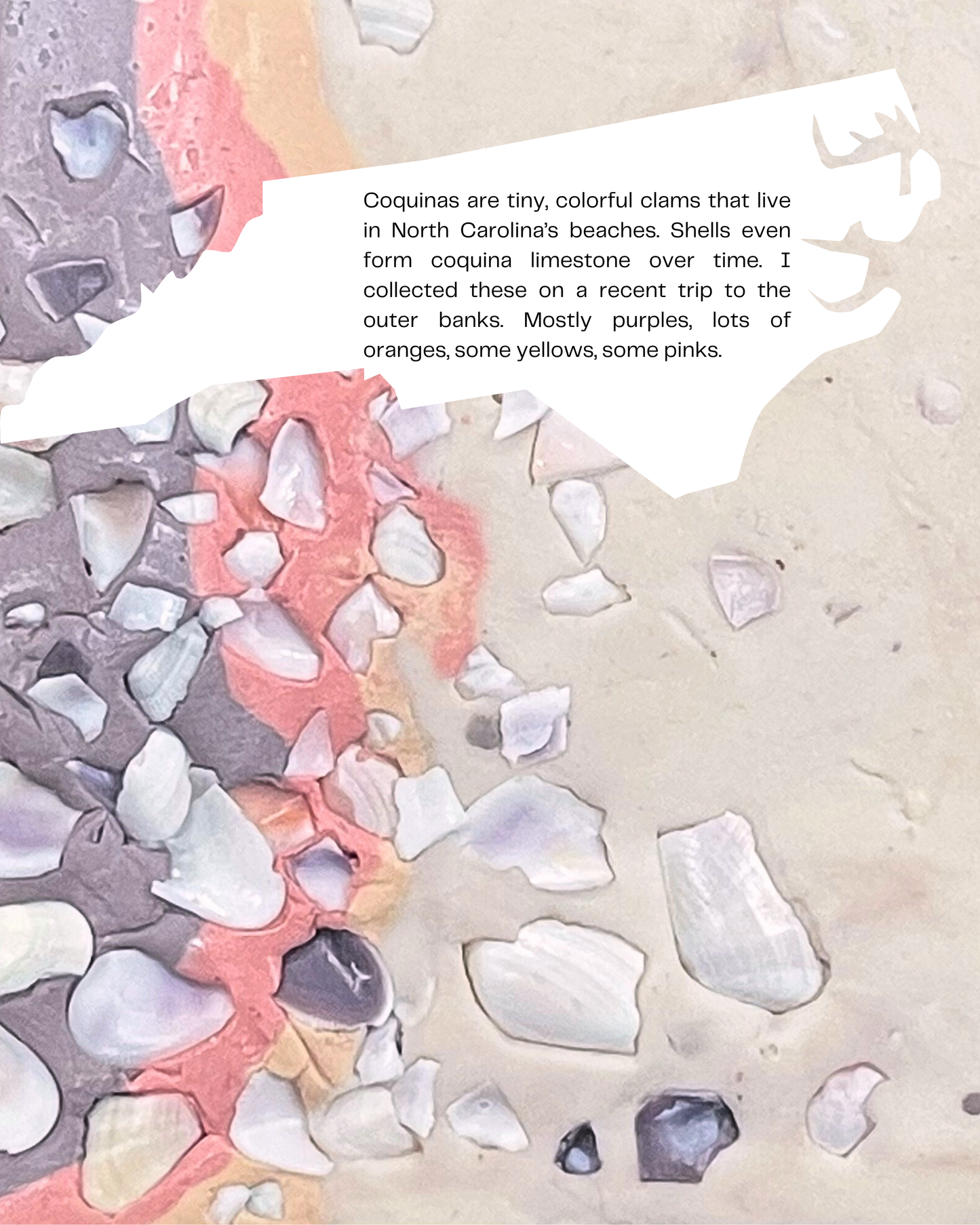 coquina shell infused clay