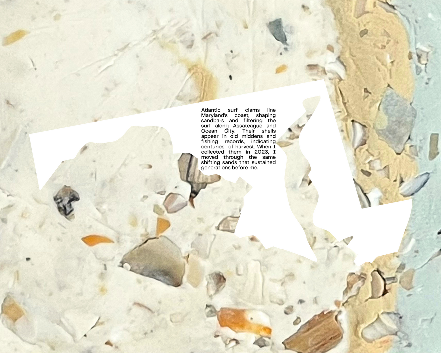 atlantic surf clam infused clay