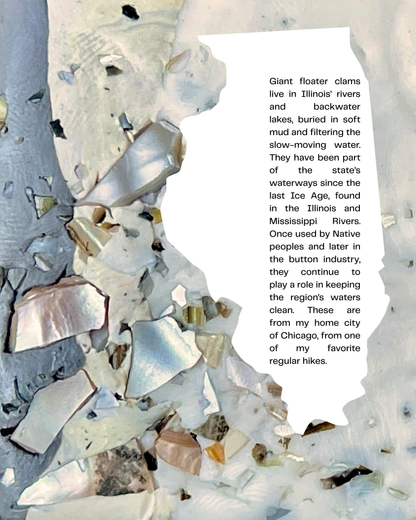 giant floater clam clay