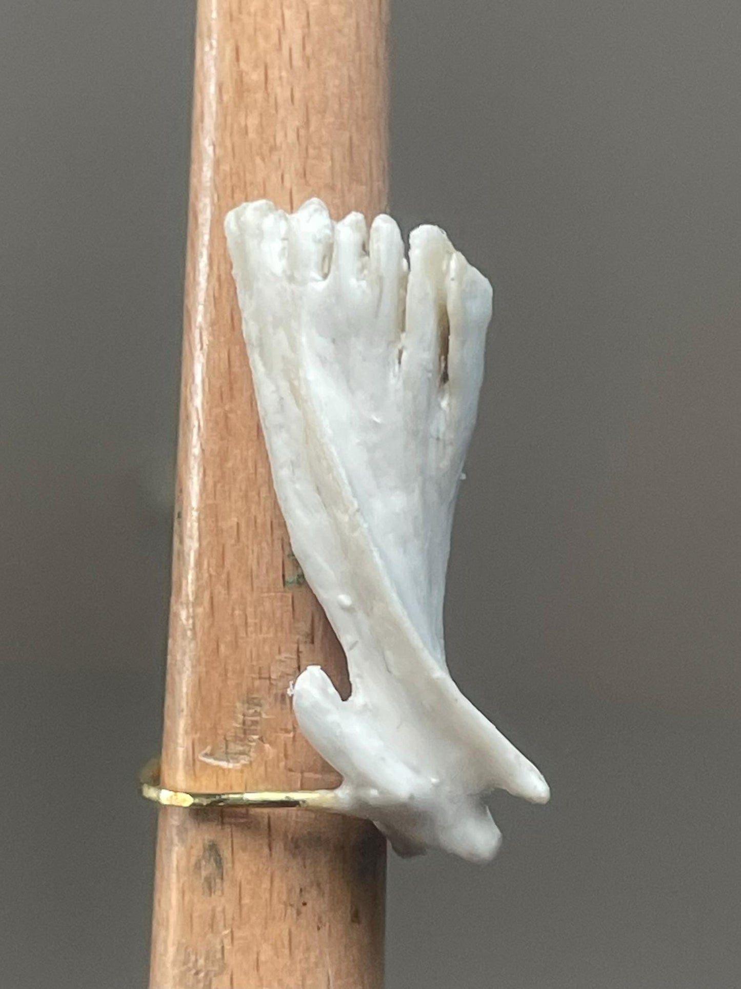 catfish cleithrum bone ring (gold 1)