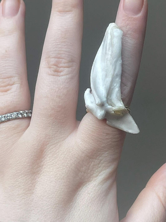 catfish cleithrum bone ring (gold 1)