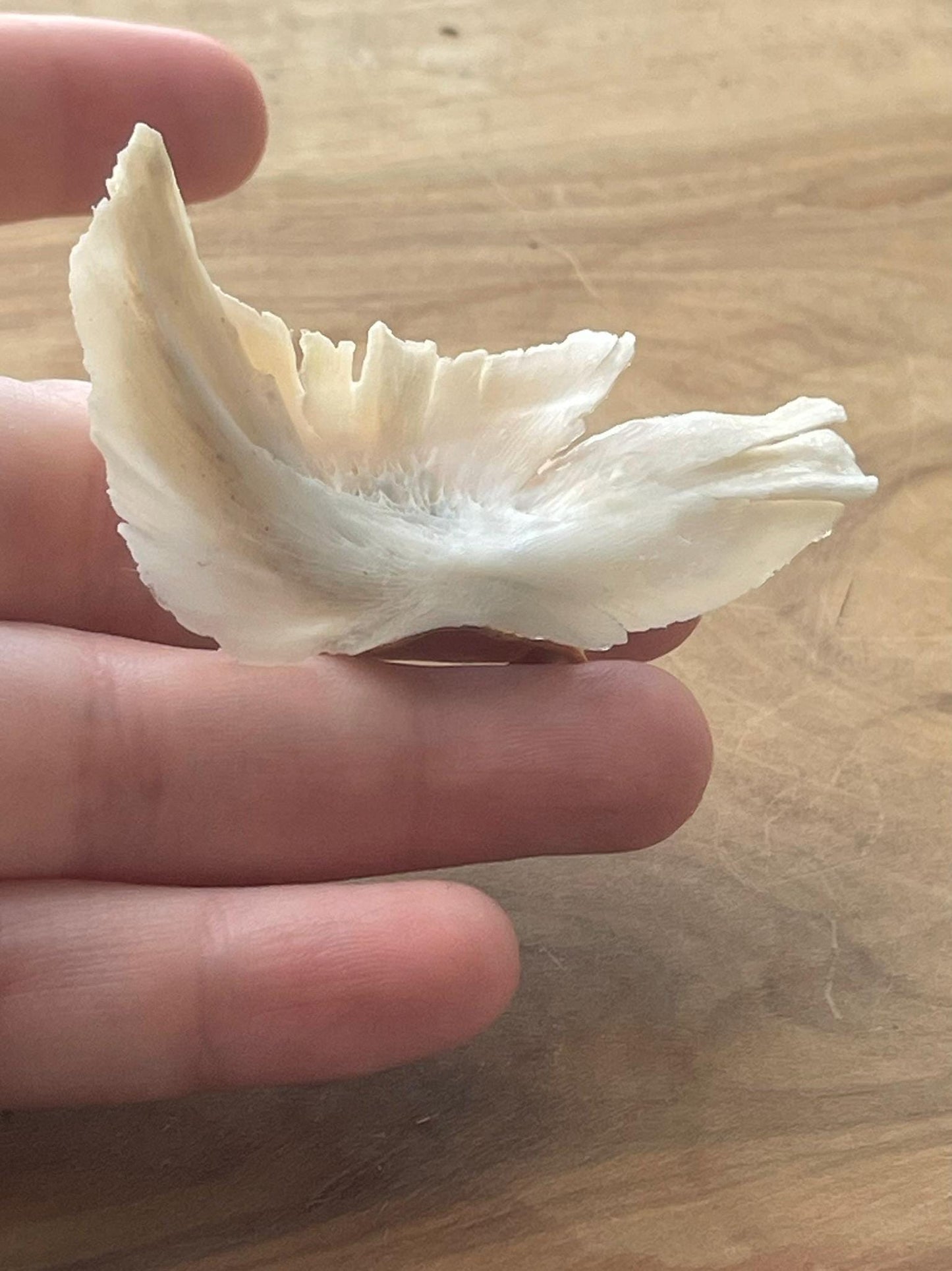 chinook salmon cleithrum bone ring (gold 2)